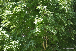 Acer rubrum 'Karpick' — photo 4